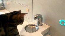 Cat revolution into a brand new era
