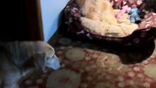 He Picked the Floor by Our Bed Over His Own Cozy One 😭🐾