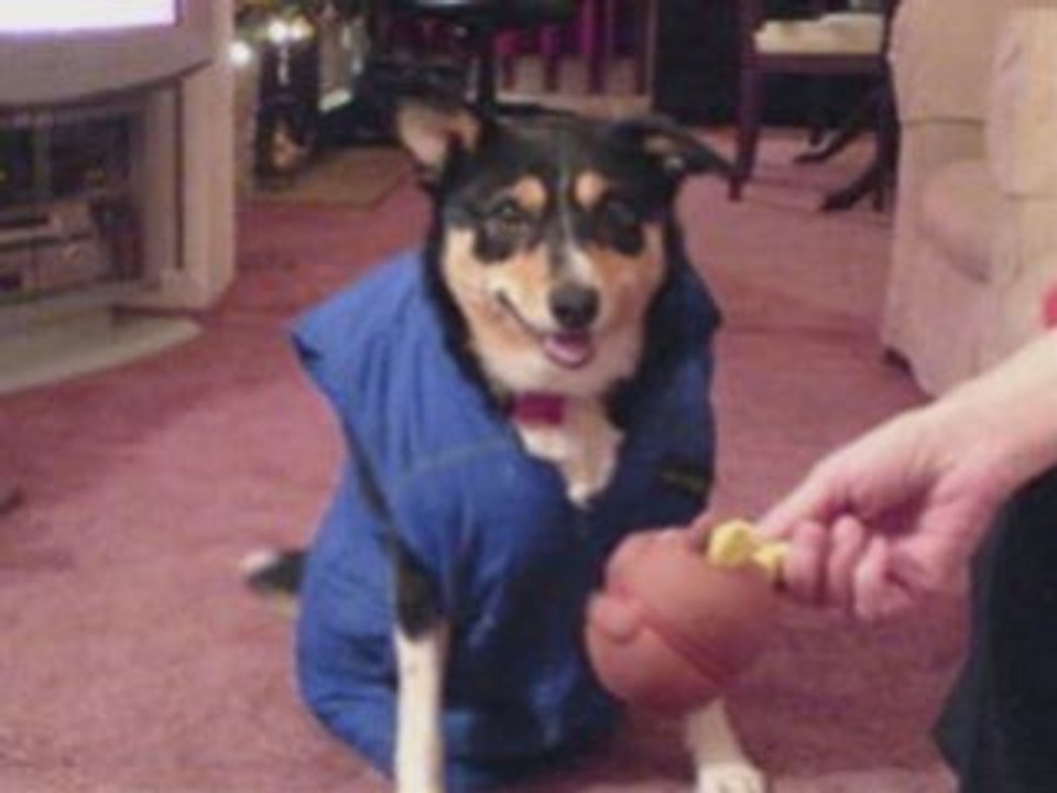 Dog Food Secrets You Kneed To Know!!!!!
