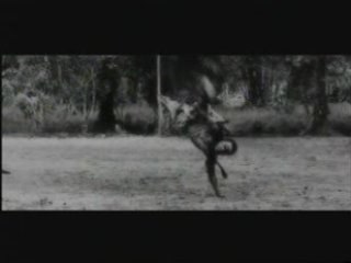 CIVILISE- FLEX BUDDAH (BZV)