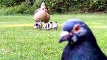 Quand un écureuil et un pigeon volent la vedette à une ouette et ses petits