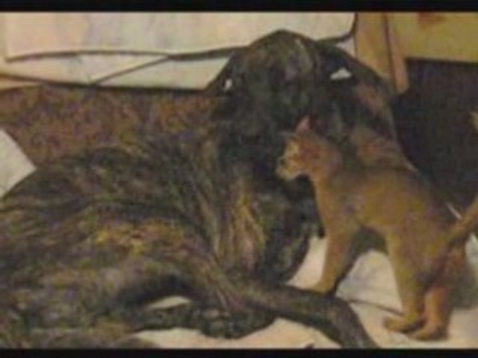 Cindy la petite chatte et Banzaï le gros chien