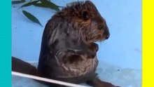 ¡Captan a tierno pequeñito castor limpiándose su rechoncha pancita y derrite las redes de ternura!