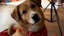 Rescue Dog Poses for His First Photo Shoot 📸🐾