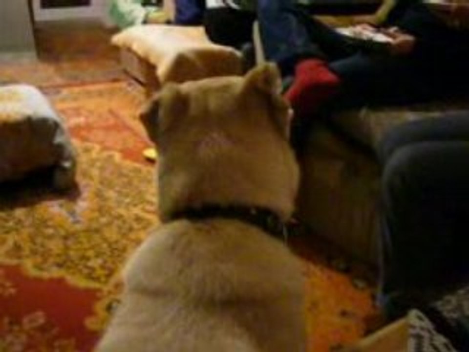 Magadan / Le chien