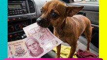 ¡Chiquis, la perrita taxista! Ayuda a su humano a cobrar los viajes para sacar las croquetas