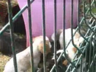 cavalier king charles