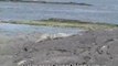 The Galapagos Islands Videos - walking with iguanas