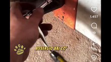 Animali doppiati