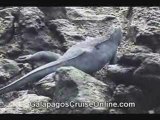 Iguanas Galapagos Islands Ecuador. Nature. Travel.