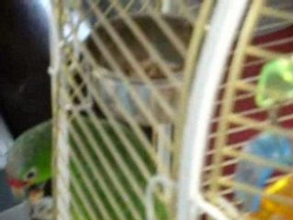 REEBOOK PERROQUET AMAZONE