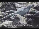Iguanas Galapagos Islands Video Blog