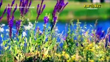 Elena Stanciu - Tinerete, floare rara (Celebri in cantecul popular - Favorit TV - 12.07.2026)