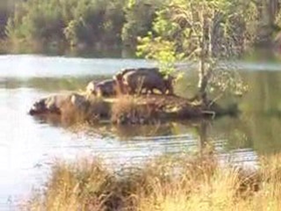 Hippo