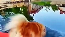 Funny Animal Videos - Hilarious Animal Compilation [408p]