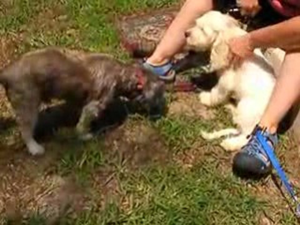 Puppy Party
