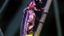 Licuricii fac parte din familia Lampyridae