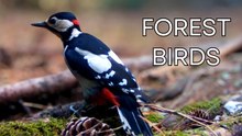 1 Hour of Birds in the European Forest | Trail Camera Birdsong & Natural Sounds