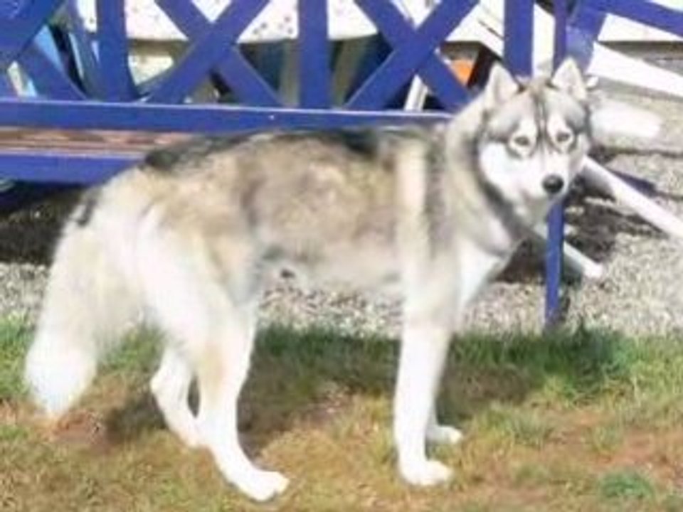 quand mon chien n'a pas envie