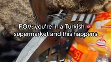 Can’t believe this happened 🥺 #turkey #istanbul #istanbulcats #turkeycats #cats