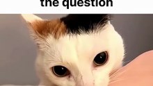 Cat Processing Question
