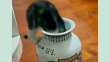 FITS inside the jar, plays forever! 😸