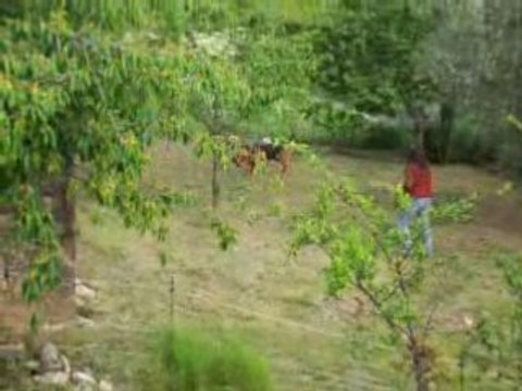 Saint Hubert et Smooth Collies. Printemps 2008