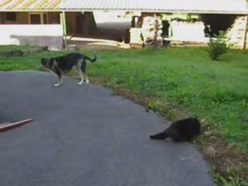 Comme chien et chat