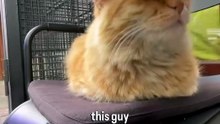 Loaf rating of a beautiful orange cat I met in Balat Istanbul!