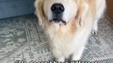 Mood Swings !!....#funny #goldenretriever #dog #trending #ytshorts