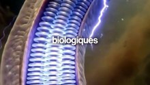 Les anguilles électriques, c’est vraiment un truc de fou.