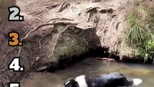 Strangest and funniest dog noises😂