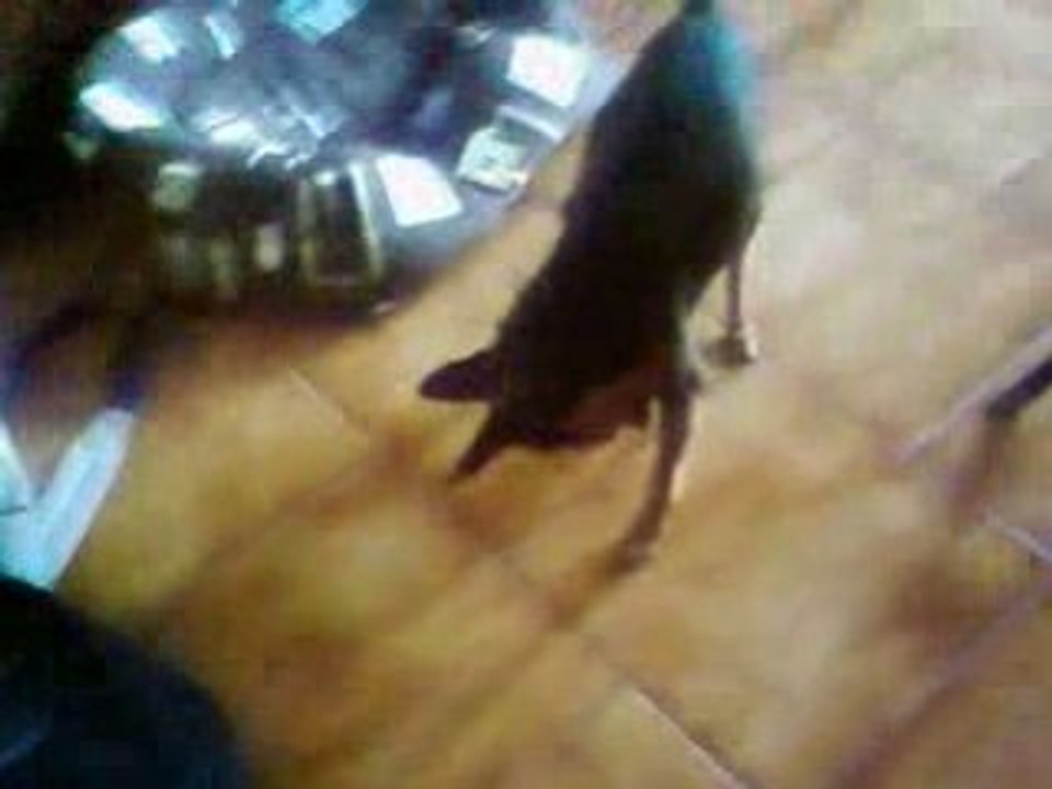 mickey le chien dangereux