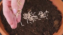 Smart Gardening Hacks to Instantly Improve Your Plant Care