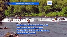Неделя толстого медведя: на Аляске крупнейшие гризли борются за титул