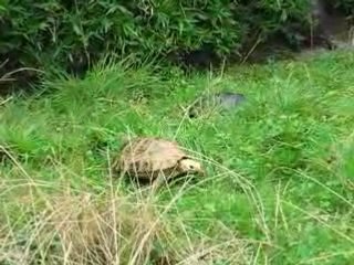 Beauvoir : petite tortue à Alligator Bay