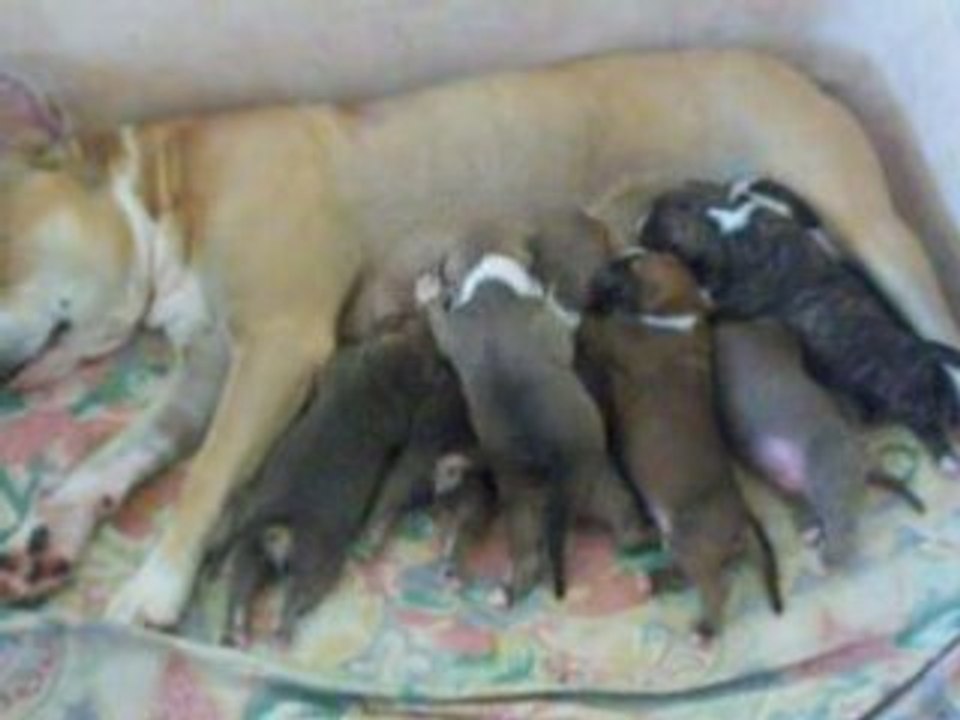 mes bebe entrin de tete LOL