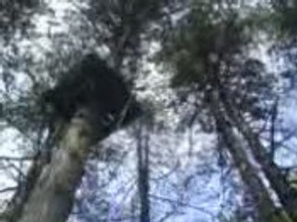 MOV00018