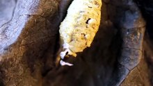 Esta mantis religiosa solo tiene 10 minutos de vida