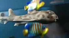 They Stole A Shark Using A Baby Stroller