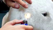 The Tick Removal That Set A Dog On Fire