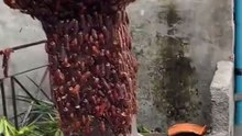 曼谷水灾惊见“小强逃难潮”！ 网民直呼：看到都毛骨悚然！