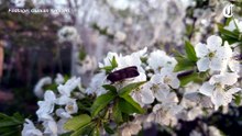 The return of the Bogong moth