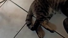 ¡Chamacorrón vino a visitarme y no se despegó de mí! 🐱❤️ #shorts #animales #mascotas #michi