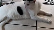 ¡Pernanca y Bombay invaden la oficina! 🐱😹 Caos felino en acción #shorts #animal #mascota #pet