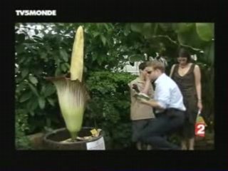 La plus grand fleur du monde fleur-cadavre