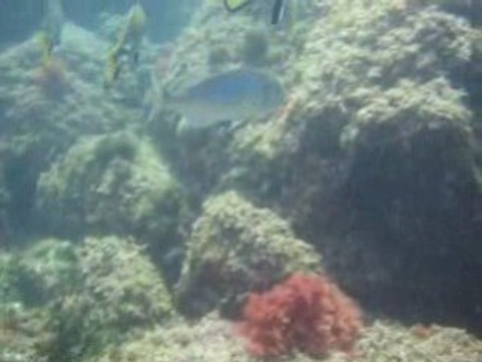 CSAG 06  ILES MEDES 2008