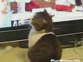 DRAMATIC CAT