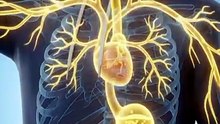 What Happens Inside Your Body After Drinking an Energy Drink?