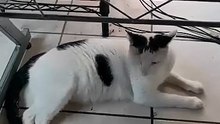 🐱 ¡Mis gatos descubrieron una ruta secreta por la ventana! #michi #animal #mascota #cat #pet